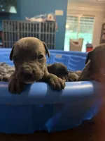 Grey Brindle Male 5, a male Cane Corso for sale in Somerset, KY – 1 of 5