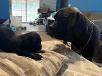 Male 4, a male Cane Corso for sale in Somerset, KY – Photo 5 of 5