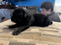 Male 4, a male Cane Corso for sale in Somerset, KY – Photo 2 of 5