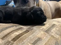 Male 4, a male Cane Corso for sale in Somerset, KY – Photo 3 of 5