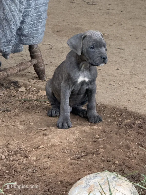 Male 5 – Cane Corso puppy for sale in Somerset, KY