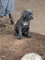Male 5, a male Cane Corso for sale in Somerset, KY – 1 of 4