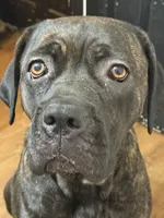 Mom, a female Cane Corso for sale in Somerset, KY – Photo 2 of 5