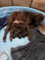 Mom, a female Cane Corso for sale in Somerset, KY – Photo 5 of 5