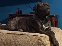 Mom, a female Cane Corso for sale in Somerset, KY – Photo 1 of 5