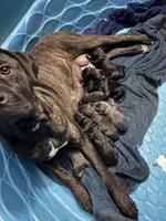 Mom, a female Cane Corso for sale in Somerset, KY – Photo 3 of 5