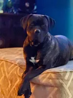 Mom, a female Cane Corso for sale in Somerset, KY – Photo 4 of 5