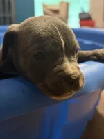 Grey Brindle Male 2, a male Cane Corso for sale in Somerset, KY – 4 of 4