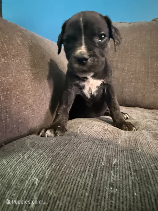 Black Brindle Female  – Cane Corso puppy for sale in Somerset, KY