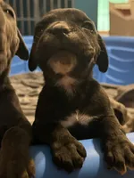black brindle Male 1, a male Cane Corso for sale in Somerset, KY – 4 of 6
