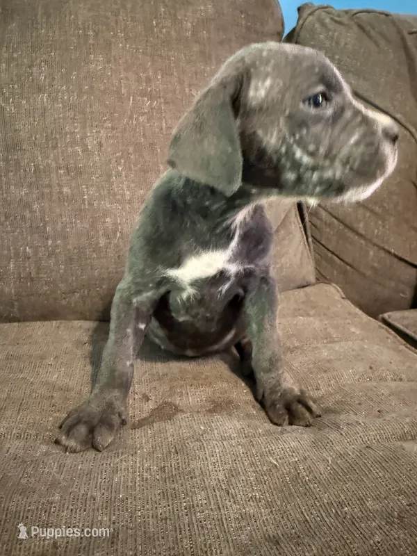Grey Brindle Female – Cane Corso puppy for sale in Somerset, KY
