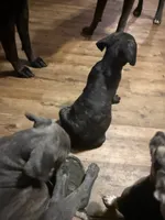 Black female, a female Cane Corso for sale in Somerset, KY – 2 of 4