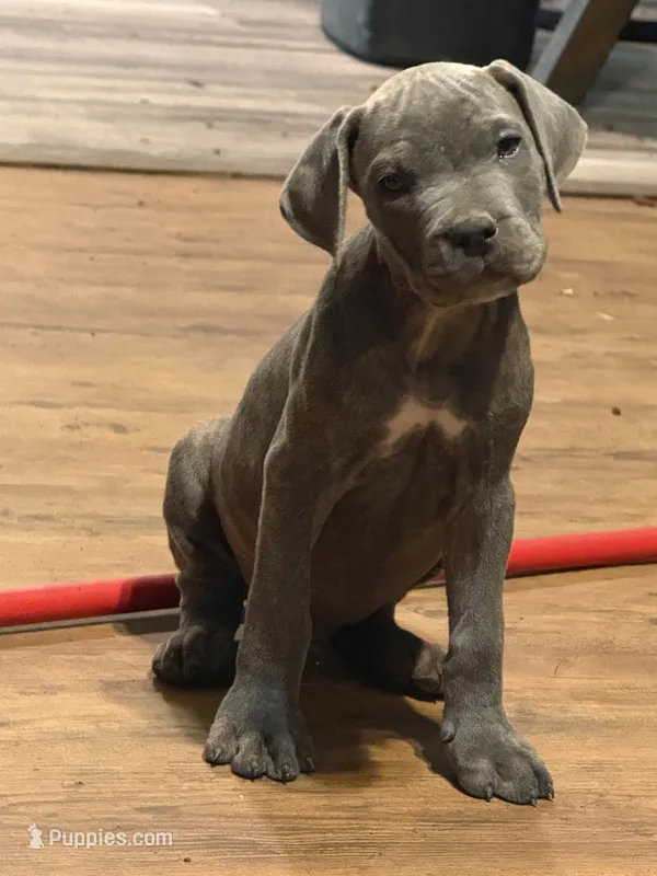Grey Brindle Male 4 – Cane Corso puppy for sale in Somerset, KY