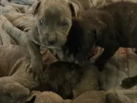 Grey Brindle Male 5, a male Cane Corso for sale in Somerset, KY – 5 of 5