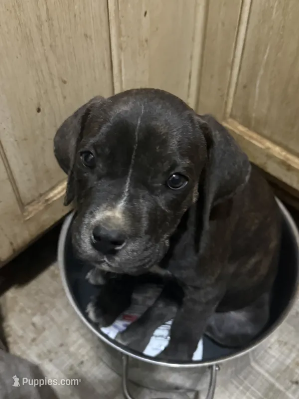 Black female – Cane Corso puppy for sale in Somerset, KY