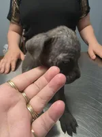 Female 2 grey (gumdrop), a female Cane Corso for sale in Somerset, KY – Photo 6 of 6