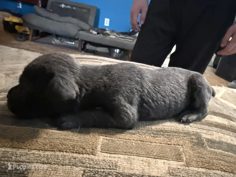 Female 2 grey – Cane Corso puppy for sale in Somerset, KY
