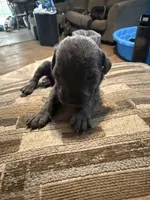 Female 2 grey, a female Cane Corso for sale in Somerset, KY – Photo 3 of 3