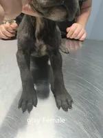 Female 2 grey (gumdrop), a female Cane Corso for sale in Somerset, KY – Photo 4 of 6