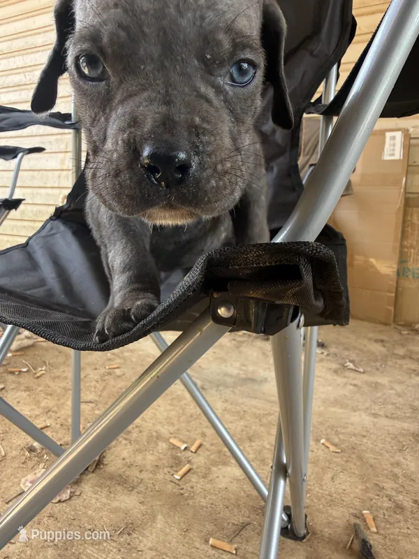 Female 2 grey (gumdrop) – Cane Corso puppy for sale in Somerset, KY