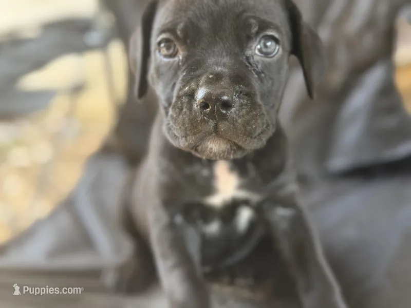 Female 5 – Cane Corso puppy for sale in Somerset, KY