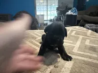 Female 5, a male Cane Corso for sale in Somerset, KY – Photo 3 of 4