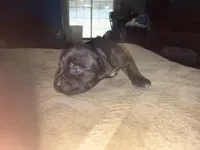 Female 5, a male Cane Corso for sale in Somerset, KY – Photo 4 of 4