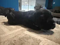 Female 5, a male Cane Corso for sale in Somerset, KY – Photo 2 of 4