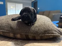 Male 5, a male Cane Corso for sale in Somerset, KY – Photo 2 of 4