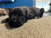 Male 5, a male Cane Corso for sale in Somerset, KY – Photo 3 of 4