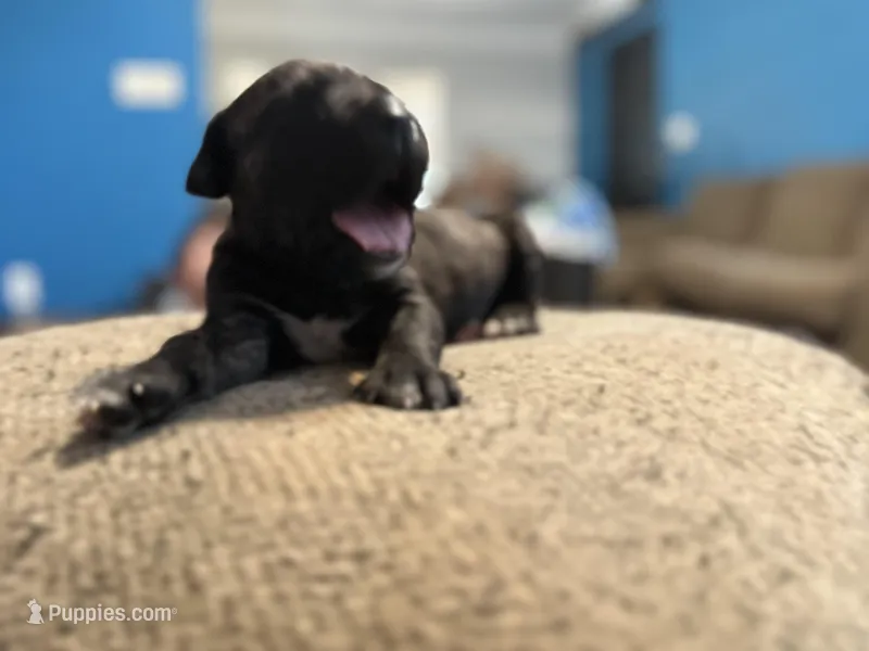 Male 5 – Cane Corso puppy for sale in Somerset, KY
