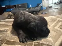 Black female 3, a female Cane Corso for sale in Somerset, KY – Photo 2 of 4