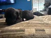 Black female 3, a female Cane Corso for sale in Somerset, KY – Photo 3 of 4