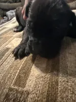 Black female 3, a female Cane Corso for sale in Somerset, KY – Photo 4 of 4