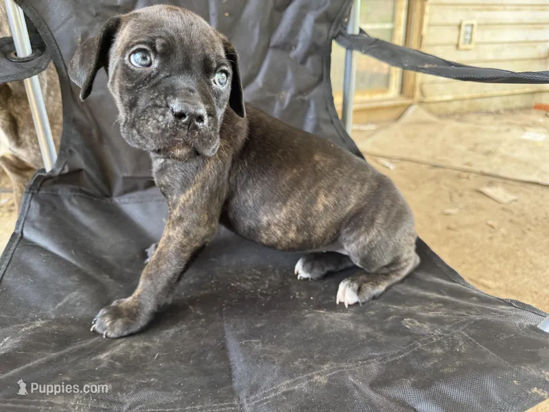 Black female 3 – Cane Corso puppy for sale in Somerset, KY