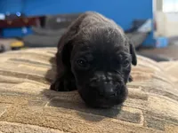 Black female 3, a female Cane Corso for sale in Somerset, KY – Photo 1 of 4