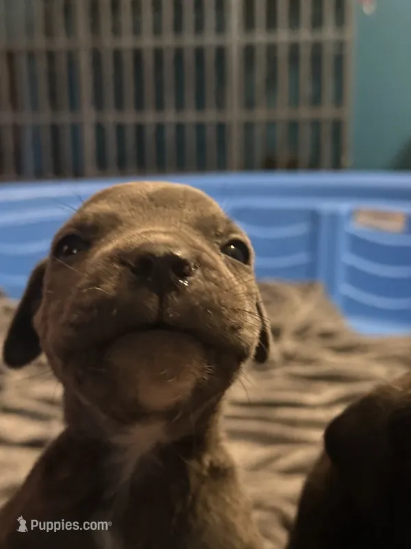 Grey Brindle male 3 – Cane Corso puppy for sale in Somerset, KY