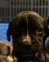 black brindle Male 1, a male Cane Corso for sale in Somerset, KY – 3 of 6
