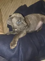 Grey Brindle Male 5, a male Cane Corso for sale in Somerset, KY – 2 of 5