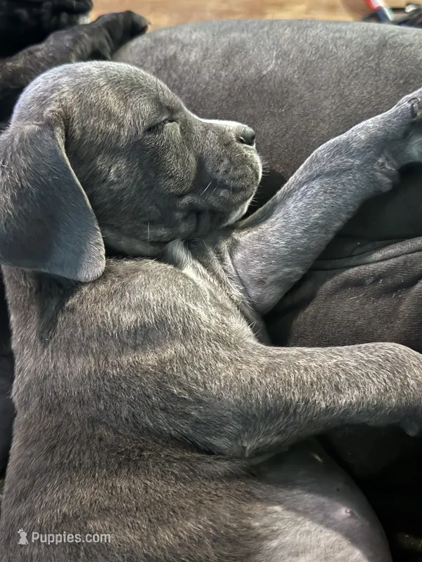 Grey Brindle male 3 – Cane Corso puppy for sale in Somerset, KY