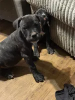 Female black, a female Cane Corso for sale in Somerset, KY – 2 of 4