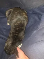 black brindle Male 1, a male Cane Corso for sale in Somerset, KY – 6 of 6