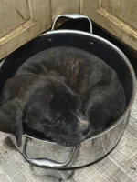 Black female, a female Cane Corso for sale in Somerset, KY – 3 of 4