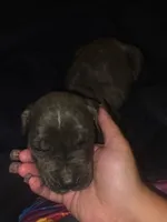 Grey Brindle Male 5, a male Cane Corso for sale in Somerset, KY – 3 of 5