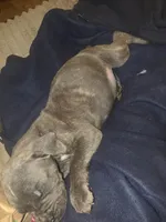 Grey Brindle Male 5, a male Cane Corso for sale in Somerset, KY – 4 of 5