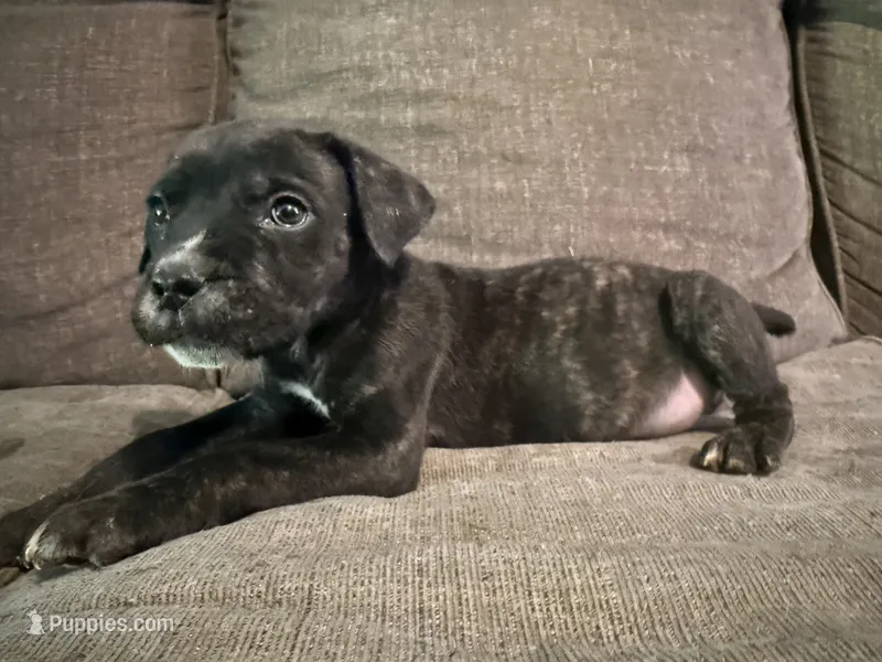 Black Brindle Male – Cane Corso puppy for sale in Somerset, KY
