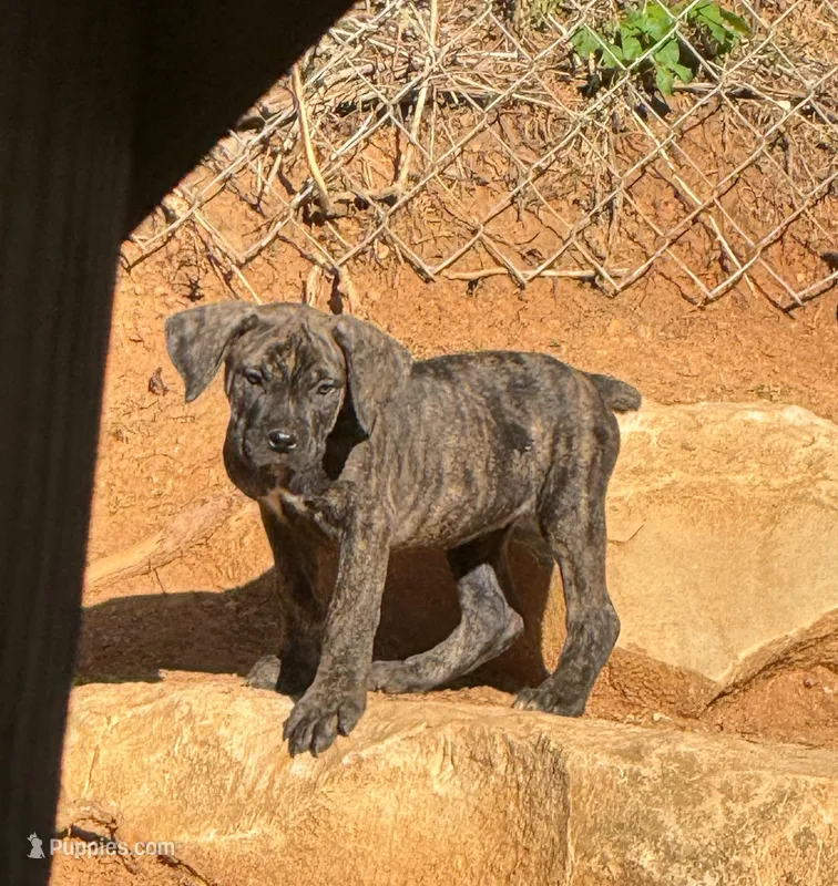 Black Brindle male, a male Cane Corso for sale in Somerset, KY – Photo 1 of 8