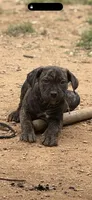 Black Brindle male, a male Cane Corso for sale in Somerset, KY – Photo 3 of 8