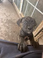 Black Brindle male, a male Cane Corso for sale in Somerset, KY – Photo 4 of 8