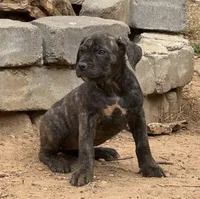 Black Brindle male, a male Cane Corso for sale in Somerset, KY – Photo 2 of 8